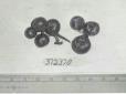 Click for 1 image(s) for this accession. FRUIT